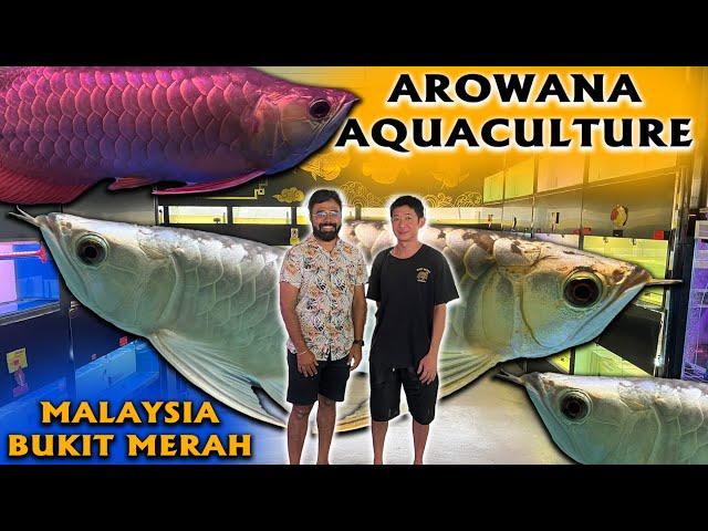 Arowana Aquaculture Malaysia Aquarium Shop Tour | Bukit Merah | Prasanth 360