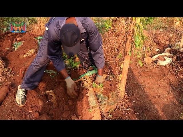 Yam-in-Sacks: Poultry Manure quantity experiment RESULTS!