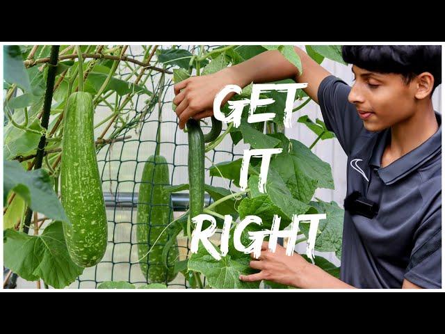 WHY BOTTLE GOURD FEMALE FLOWERS DYING | HOW TO INCREASE YIELD OF GOURDS