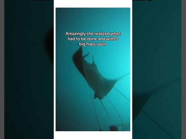 My heart is crying with joy ️ #animal #wholesome