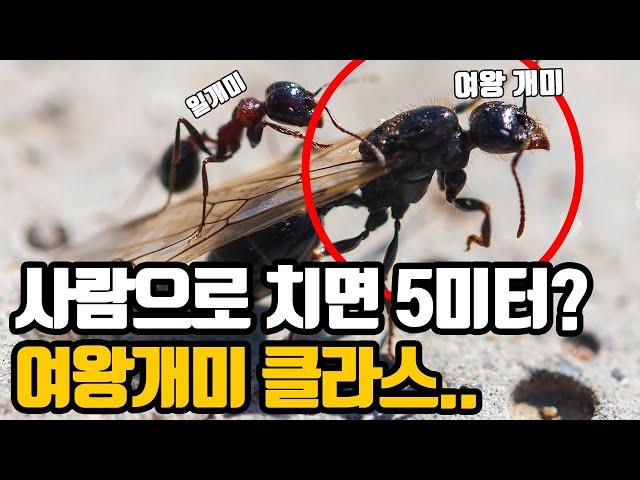 여왕벌과 여왕개미는 왜 몸이 클까?! 몸이 커서 여왕이 되는건가? [최재천의 아마존]