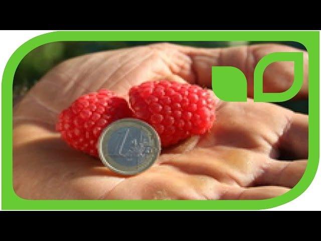 Tipps und Tricks zu Himbeeren - Easy Gardening Teil 19 von 35