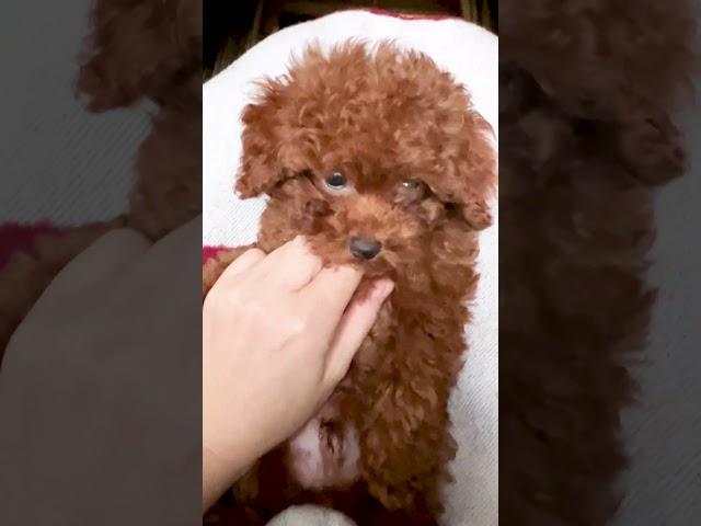 Красотун! Мальтипу ️ Забавные животные. He is cute! Maltipoo ️ Funny animals.