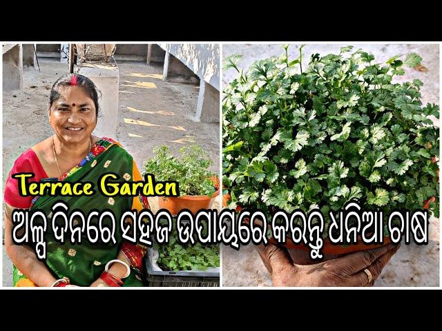 Terrace Garden || ଓଡ଼ିଆ || ଅଳ୍ପ ଦିନରେ ସହଜ ଉପାୟରେ କରନ୍ତୁ ଧନିଆ ଚାଷ || Grow coriander in few days