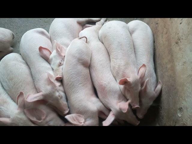 why is pig farming a Lucrative venture.. here is why.