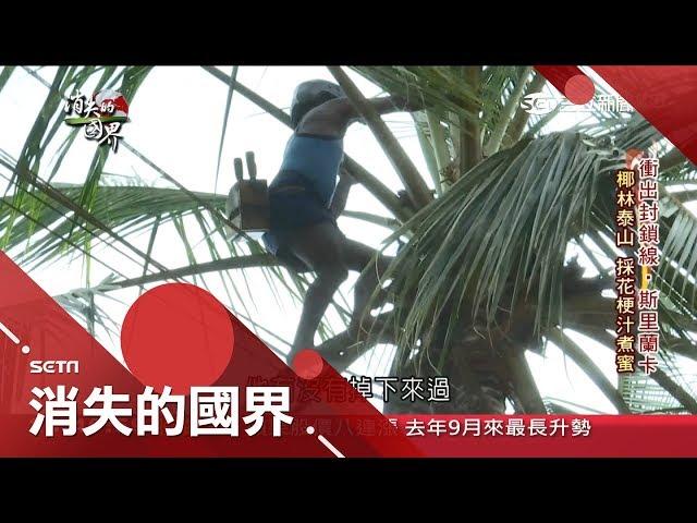 身懷驚人武功!"椰子泰山"穿梭樹梢間 採集"椰子花梗汁"煮蜜｜記者張稚昀 姚仁祥｜【消失的國界】20190410｜三立新聞台