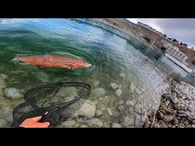 Incredible Fly Fishing in Man-Made Hydro Canal for Giant Trout + Bonus River Monster