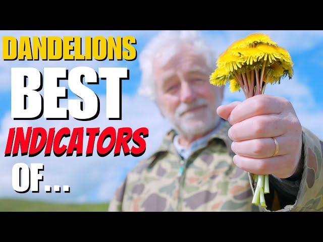 DANDELIONS are the BEST INDICATORS of...