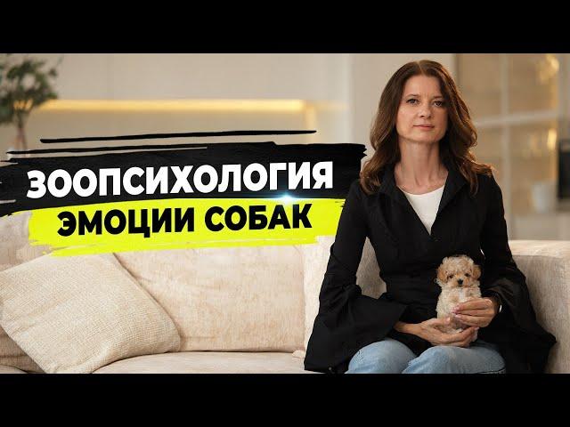 Эмоции собак. Собака улыбается, ревнует, мстит. Как распознать эмоции собаки и что они значат.