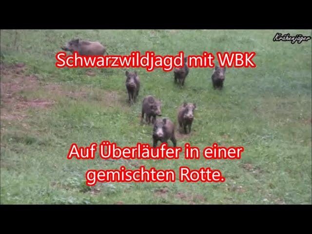 Schwarzwildjagd - Wild Boar Hunting - mit WBK -  Auf Überläufer in einer gemischten Rotte