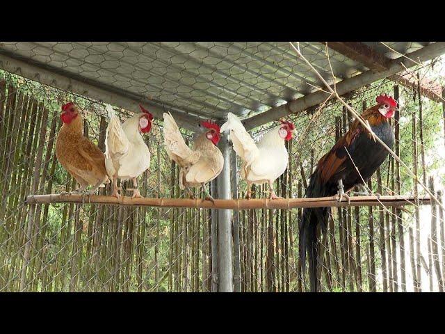 Gallinas de pasarela | El Correvuela