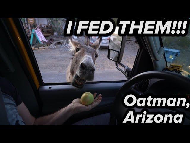 Feeding Donkeys in Oatman, Arizona (Route 66)