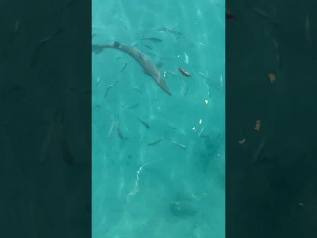 Large barracuda checks out some tossed food scraps #Antigua #antiguaandbarbuda #barracuda #Shorts