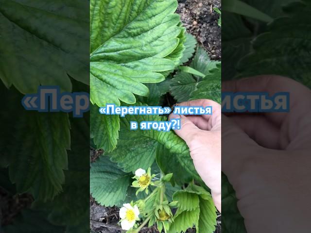 Листья-крупные, ягода-пока мелкая))) #клубника #подкормкаклубники #грядки #огород #огородники