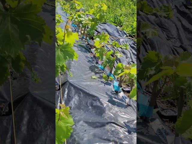 КАК ДОЛГО МОЖНО САЖАТЬ ВИНОГРАД ВЕСНОЙ#shorts #tiktok #сад #садоводничество #новости #юмор#бизнес