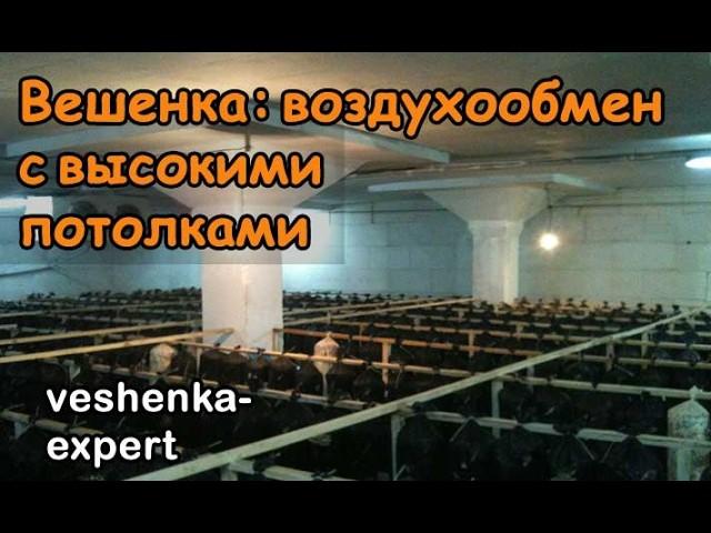 Воздухообмен для вешенки - как настроить. Где разместить вытяжку? Камеры с высокими потолками.