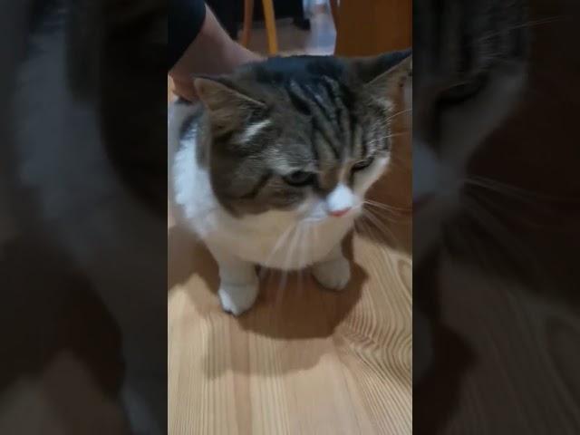 #милыймойкот #котысмеются #смешныекотики #шортс