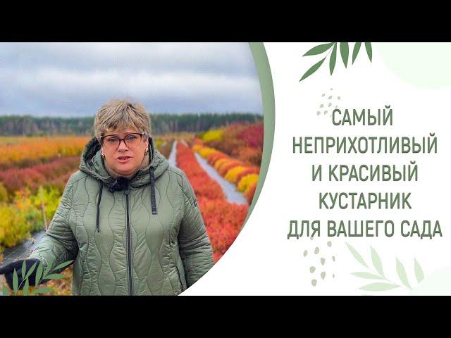 НОВИНКИ 2024 СПИРЕЯ | КРАСИВЫЙ И НЕПРИХОТЛИВЫЙ КУСТАРНИК ДЛЯ ВАШЕГО САДА