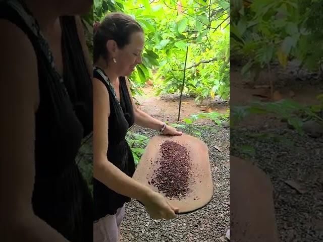 Nervous Phoebe making Chocolate in Costa Rica