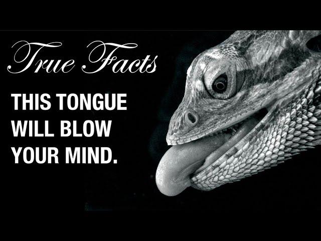 True Facts: Snake and Lizard Tongues