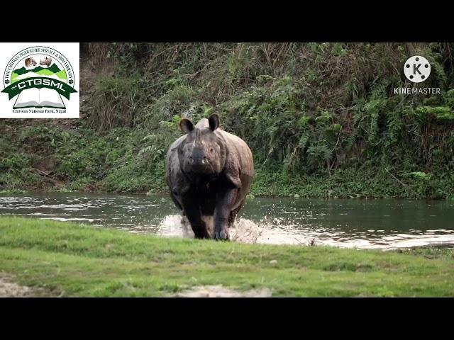 The angry Rhinoceros at Chitwan National Park.