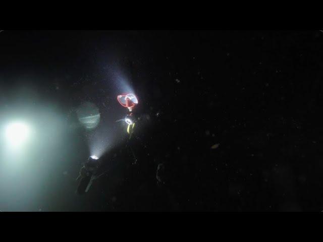 23 08 4K Bikini Dive Night Dive