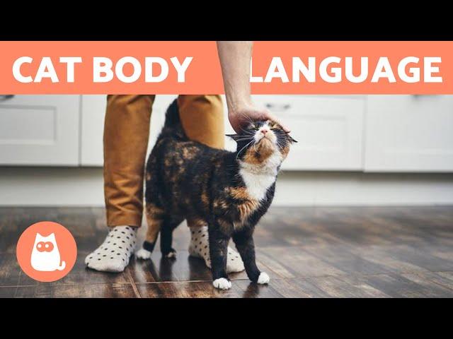 Why Does My CAT RUB Against My LEGS?  Answer May Surprise You!