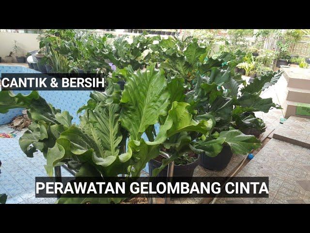 PERAWATAN TANAMAN ANTHURIUM GELOMBANG CINTA SUPAYA TETAP CANTIK & BERSIH