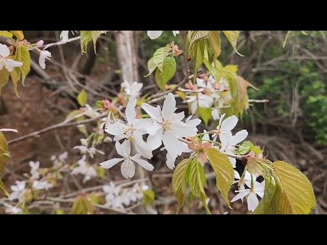 깊은 산속 산새소리 아름다운 토종 보물터