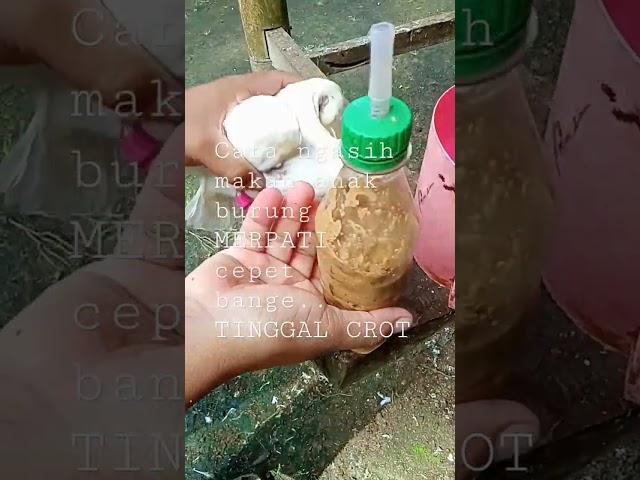 CARA NGASIH MAKAN ANAK BURUNG MERPATI