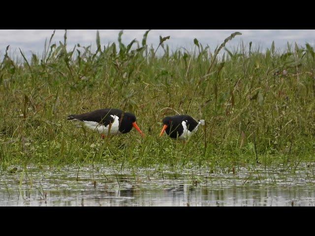 Ostrygojady część 2 / Oystercatchers part 2