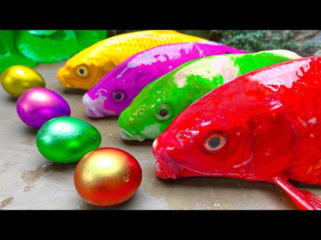 Stop Motion Rainbow Octopus Mukbang, Colorful Eggs, Giant Crocodile - Rainbow Catfish Funny Cartoon