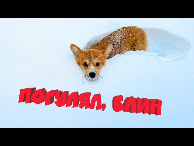 Мне разрешили ГУЛЯТЬ!! Снимаю ЭПИЧНОЕ СЛОУМО! (Корги Коржик) Говорящая собака