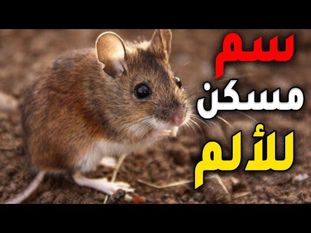 فأر يحول سم العقرب الي مسكن للآلم | نوليدجستان