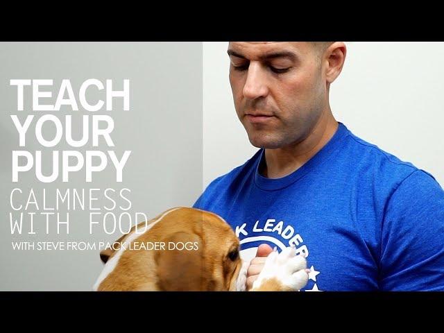 Teach Your Puppy Calmness With Food- With Steve From Pack Leader Dogs