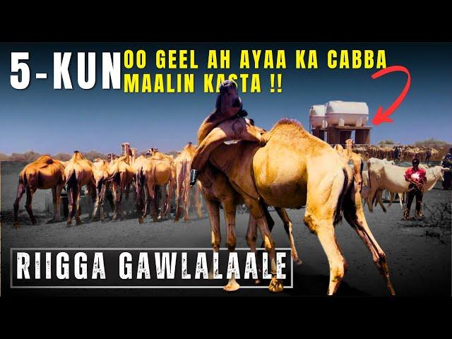 HALKA KULMISA GEELA SOMALIDA BADANKIISA || RIIGGA GAWLALAALE.