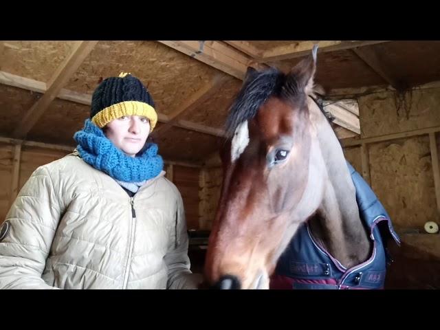 How to teach a horse to self halter.