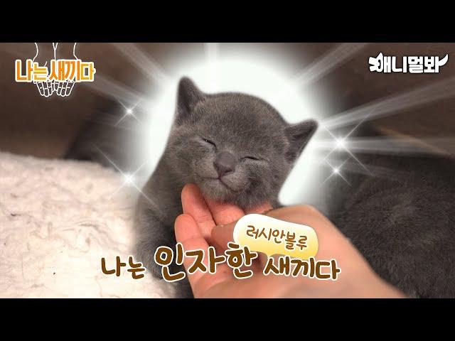 I'm 31 days old baby Russian Blue.