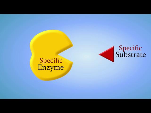 Enzymes and How They Work: An Introduction