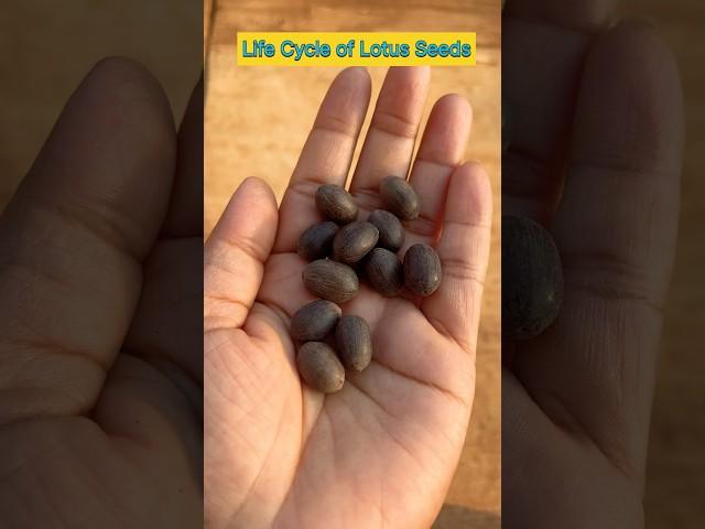 Life Cycle of Lotus Seeds in 14 Seconds #shorts #lotusseed #ytshorts #viral #shortfeed #plants