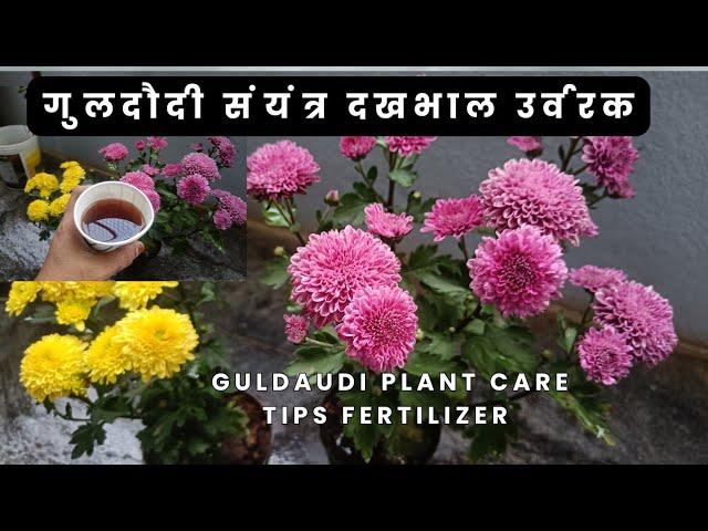 Guldaudi Plant Care | Best Fertilizer for Healthy Growth|गुलदाउदी पौधे की देखभाल युक्तियाँ खाद