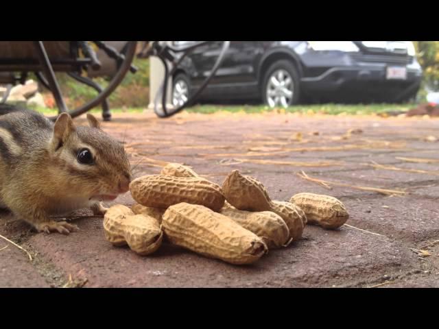 Chipmunk eating peanuts