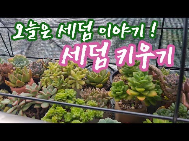 오늘은 세덤이야기 : 세덤 키우기 [ 다육이 에케베리아속 만큼이나 인기있는 세덤~ ]