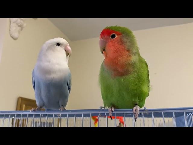 Lovebirds chirping - an oldie of Rosie and Blue