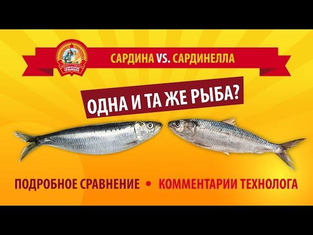 В чем разница между сардиной и сардинеллой?