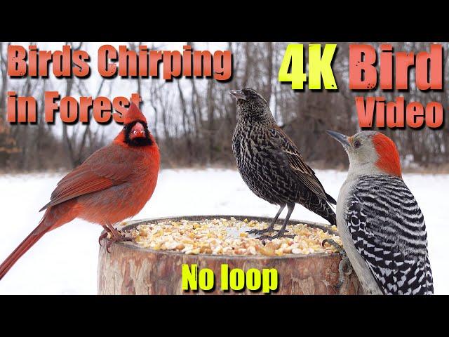 Birds Singing in the Woods, CatTV, Relaxing Sound for Separation Anxiety, DogTV, 017-022 mix11