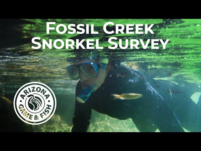 AZ Native Fish Snorkel Survey at Fossil Creek