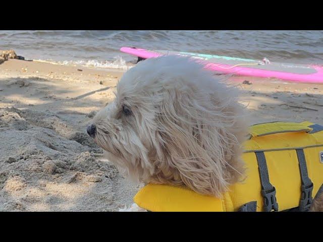 A SUP Adventure with Tedi The Dog With Passport to Travel is live!