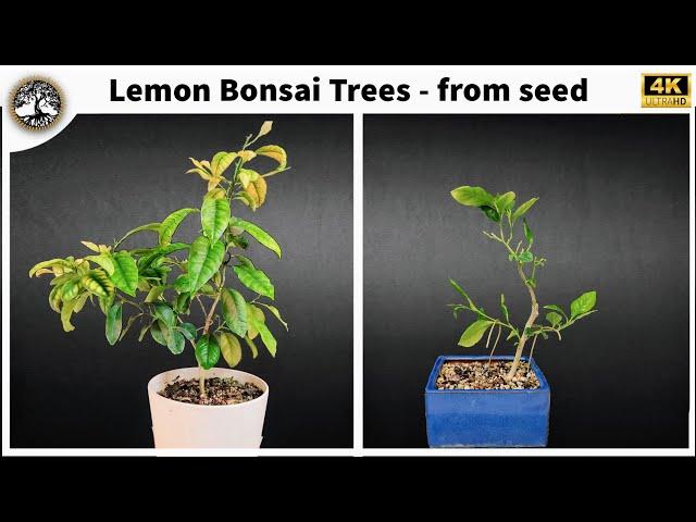 Lemon Bonsai Tree(s)