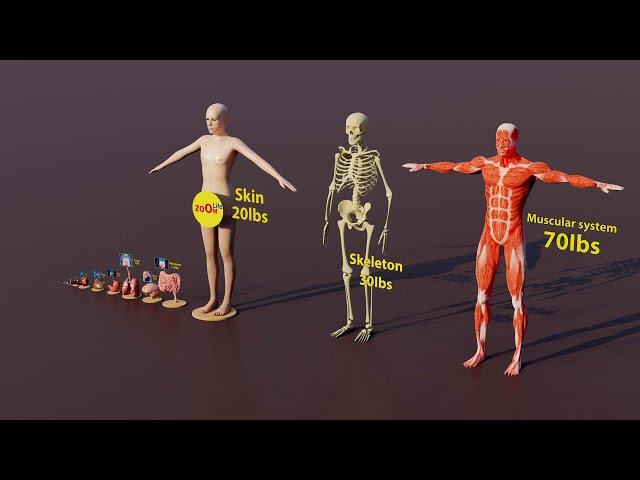 3d human size comparison